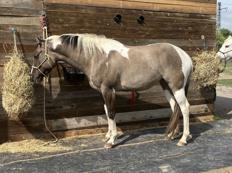 Paint Horse Stute 6 Jahre 155 cm Grullo in Znojmo