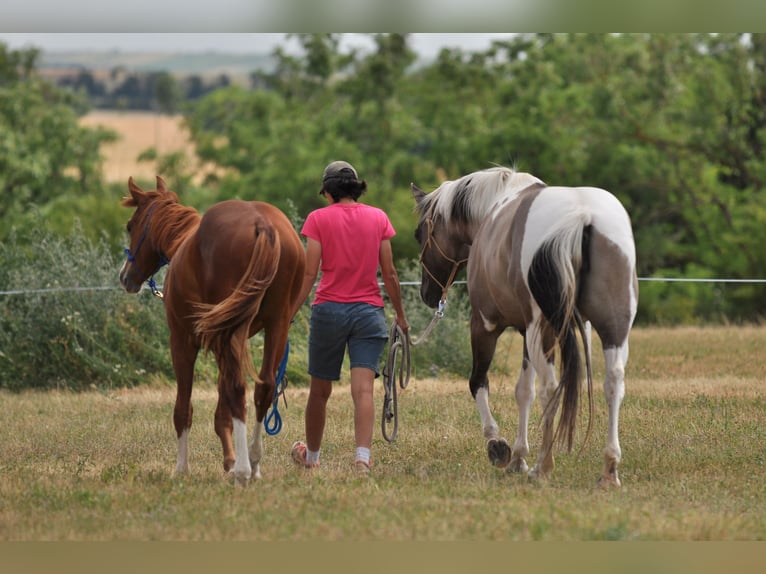 Paint Horse Stute 6 Jahre 155 cm Grullo in Znojmo