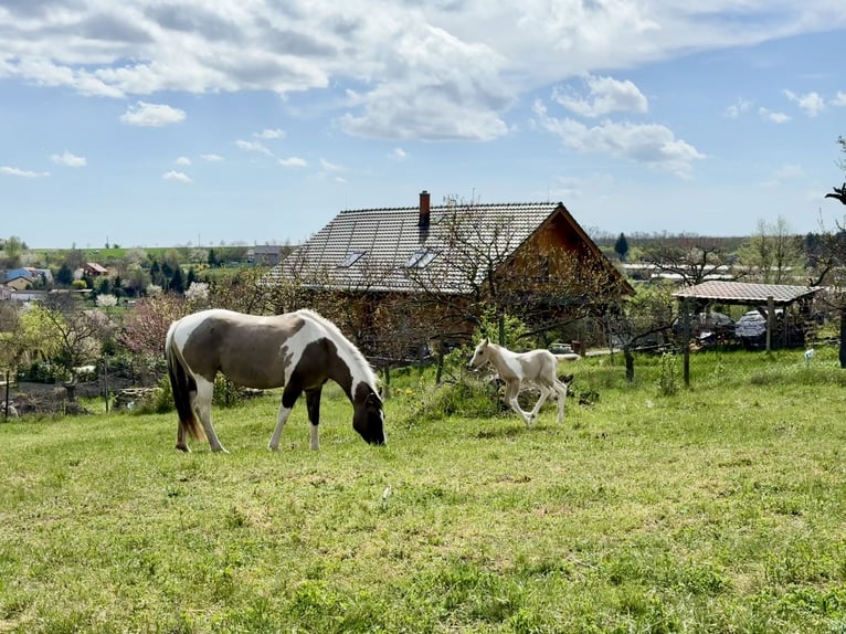 Paint Horse Stute 6 Jahre 155 cm Grullo in Znojmo