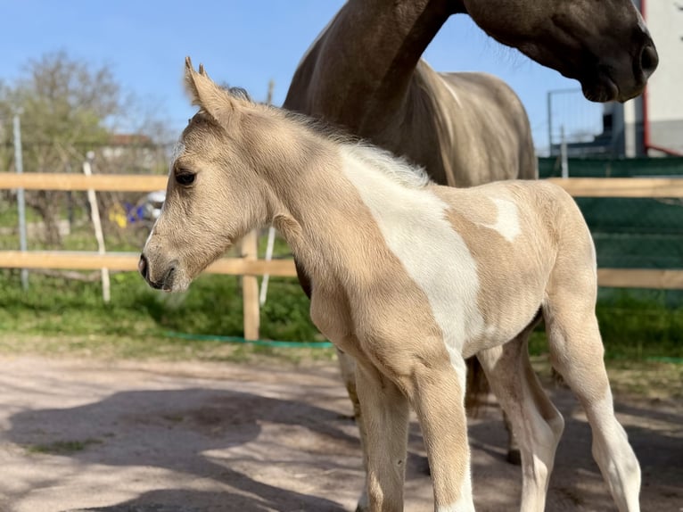 Paint Horse Stute 6 Jahre 155 cm Grullo in Znojmo