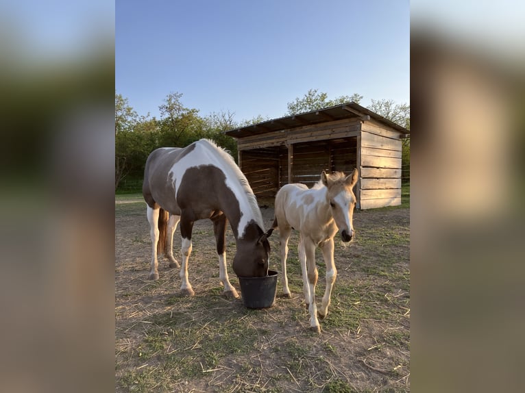 Paint Horse Stute 6 Jahre 155 cm Grullo in Znojmo