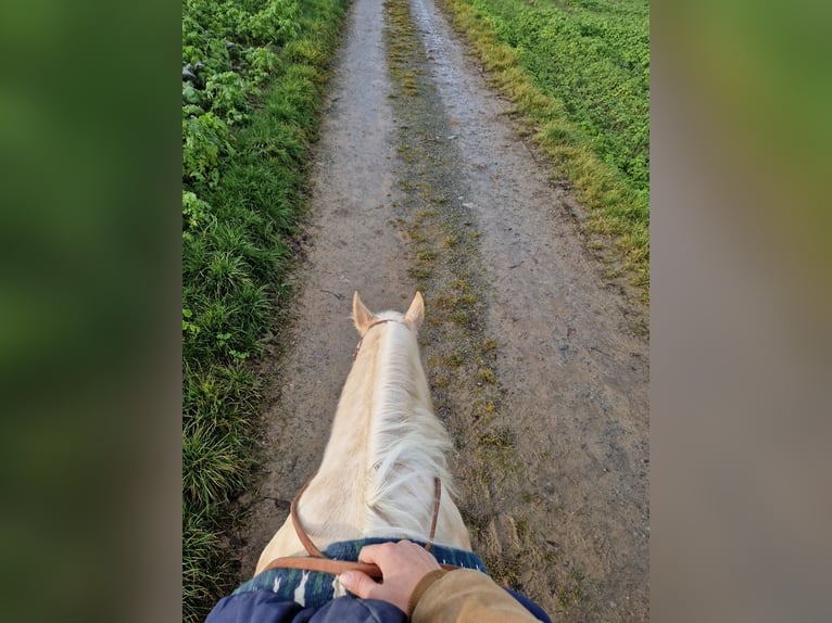 Paint Horse Stute 6 Jahre 158 cm Palomino in Tamm