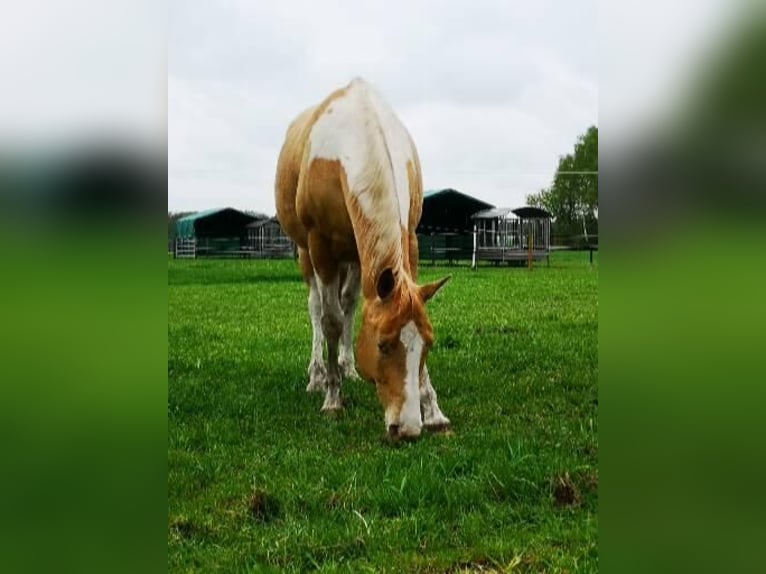 Paint Horse Mix Stute 6 Jahre 160 cm Champagne in Lengerich