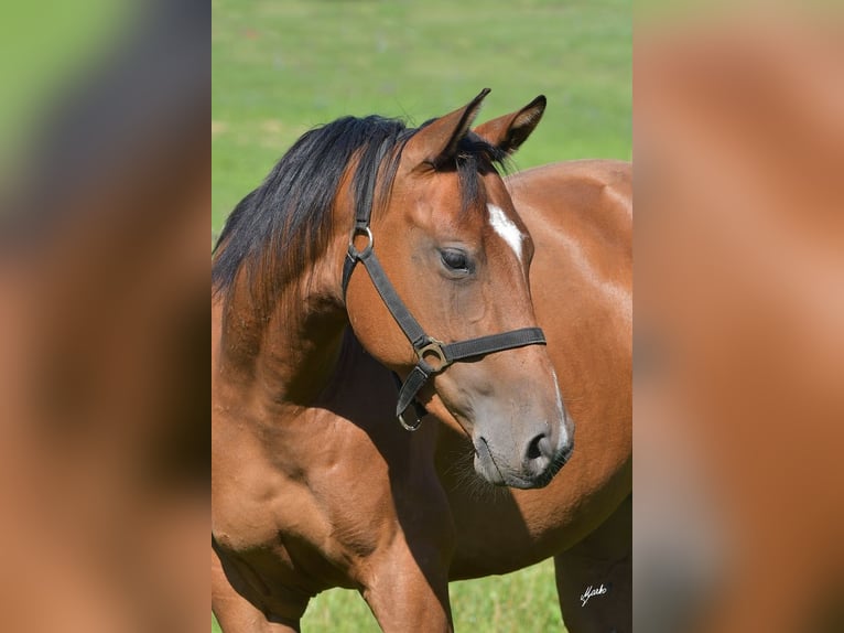 Paint Horse Stute 6 Jahre Rotbrauner in Pribram