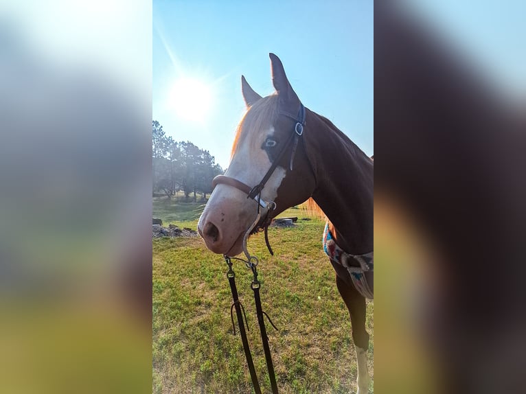 Paint Horse Stute 7 Jahre 142 cm Rotfuchs in Arlington Paint Horse Stute 7 Jahre 142 cm Rotfuchs in Arlington