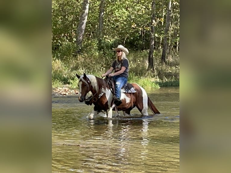 Paint Horse Stute 7 Jahre 142 cm White in Moscow