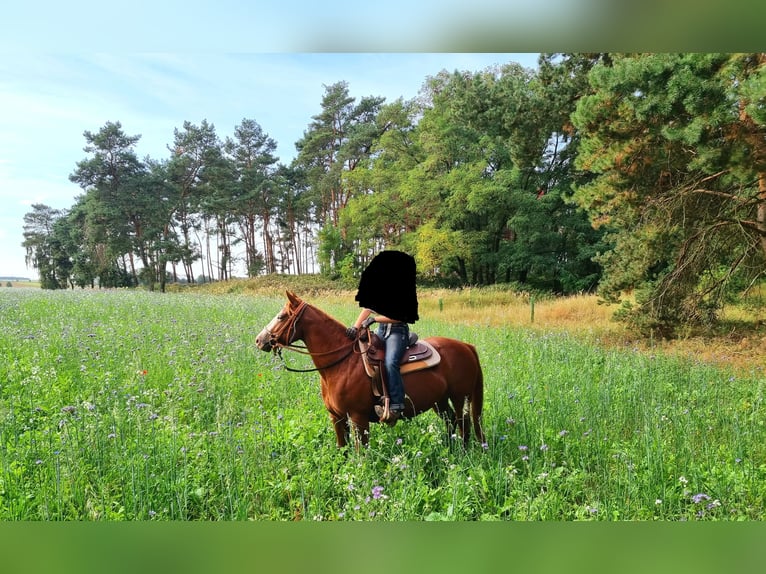 Paint Horse Stute 7 Jahre 143 cm Fuchs in Treuenbrietzen