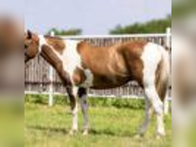 Paint Horse Stute 7 Jahre 147 cm Falbe in Weatherford TX