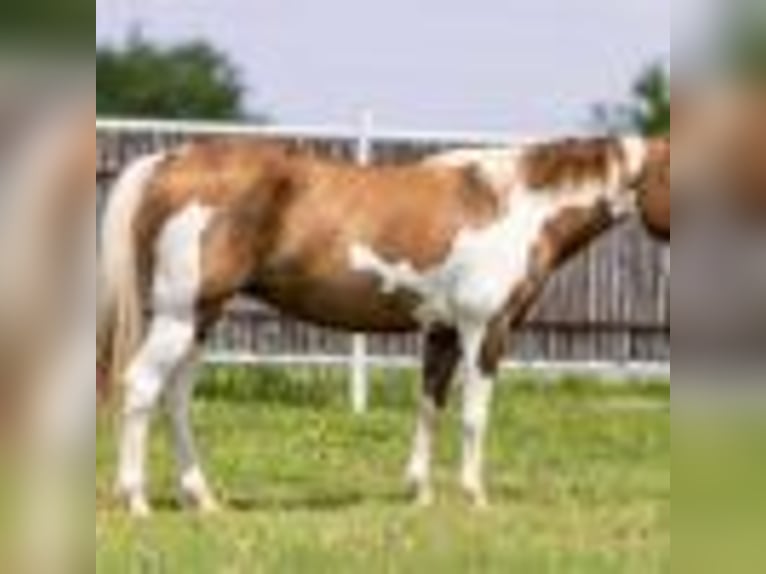 Paint Horse Stute 7 Jahre 147 cm Falbe in Weatherford TX