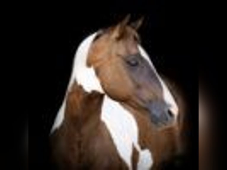Paint Horse Stute 7 Jahre 147 cm Falbe in Weatherford TX