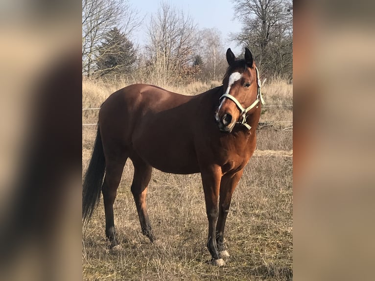 Paint Horse Stute 7 Jahre 150 cm Brauner in Altlandsberg