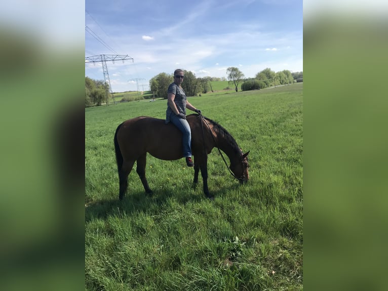 Paint Horse Stute 7 Jahre 150 cm Brauner in Altlandsberg
