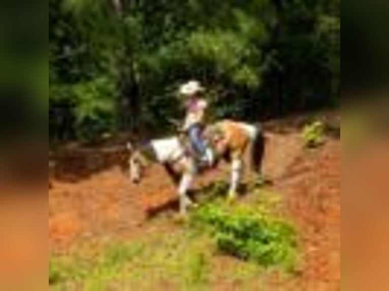 Paint Horse Stute 7 Jahre 150 cm Tobiano-alle-Farben in Rusk TX