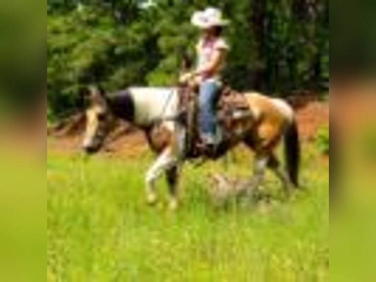Paint Horse Stute 7 Jahre 150 cm Tobiano-alle-Farben in Rusk TX