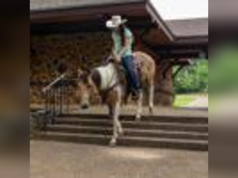 Paint Horse Stute 7 Jahre 150 cm Tobiano-alle-Farben in Rusk TX
