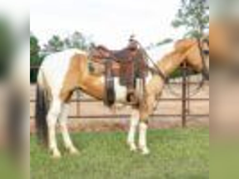 Paint Horse Stute 7 Jahre 150 cm Tobiano-alle-Farben in Rusk TX