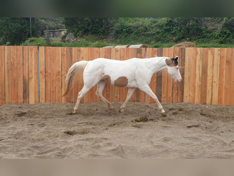 Paint Horse Stute 7 Jahre 152 cm Tovero-alle-Farben in Vierherrenborn
