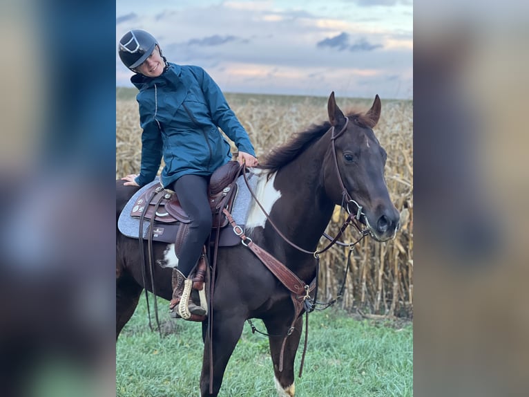 Paint Horse Stute 7 Jahre 153 cm Overo-alle-Farben in Dobrohost