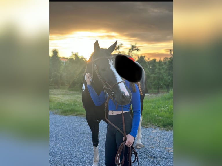 Paint Horse Stute 7 Jahre 153 cm Tobiano-alle-Farben in Erligheim