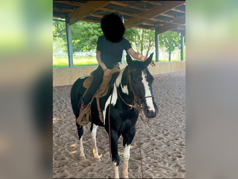 Paint Horse Stute 7 Jahre 153 cm Tobiano-alle-Farben in Erligheim