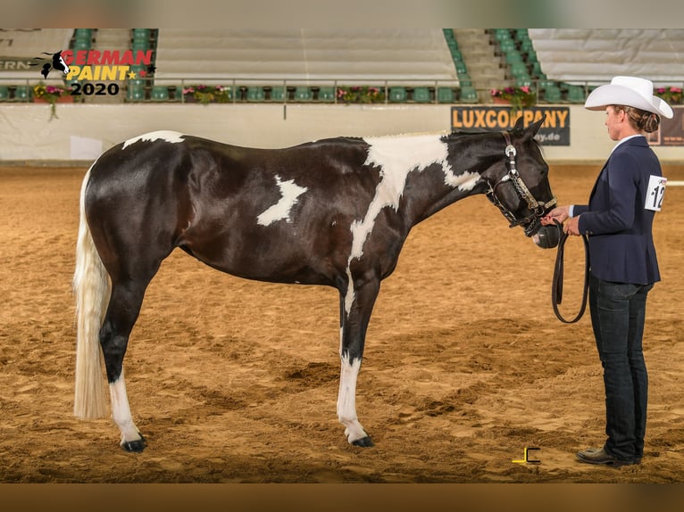 Paint Horse Stute 7 Jahre 153 cm Tobiano-alle-Farben in Erligheim