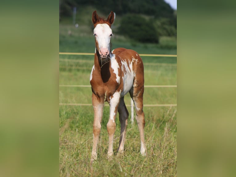 Paint Horse Stute 7 Jahre 156 cm Overo-alle-Farben in Warburg