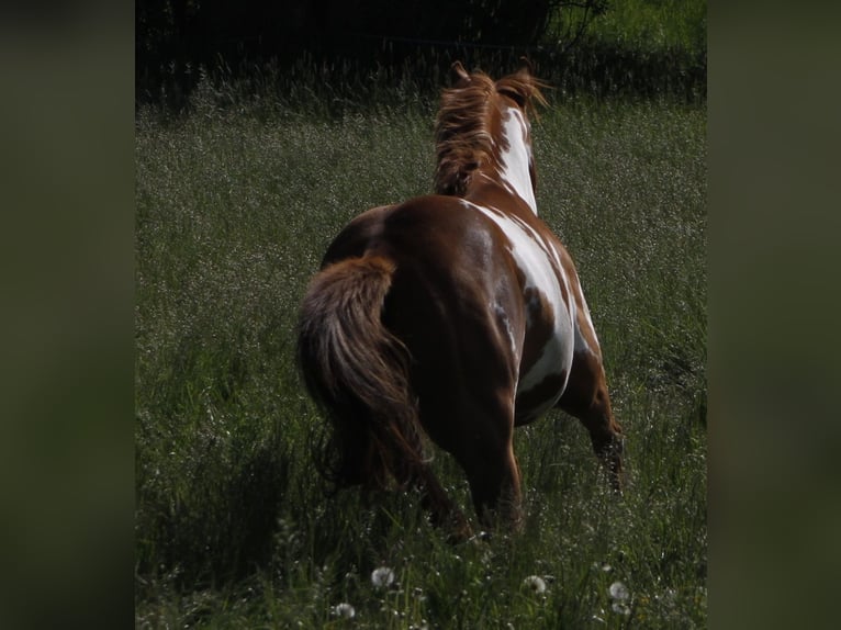 Paint Horse Stute 7 Jahre 157 cm Overo-alle-Farben in Warburg