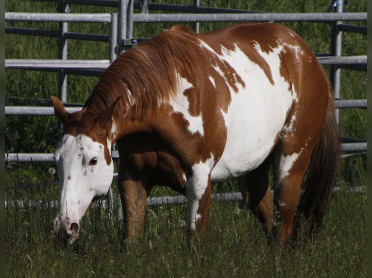 Paint Horse Stute 7 Jahre 157 cm Overo-alle-Farben in Warburg