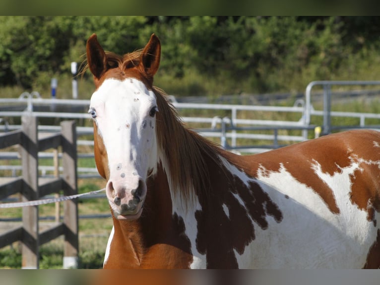 Paint Horse Stute 7 Jahre 157 cm Overo-alle-Farben in Warburg