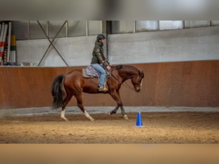 Paint Horse Stute 7 Jahre 163 cm Brauner in Losheim am See