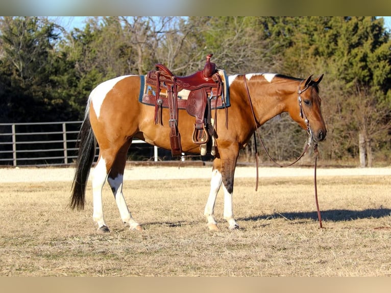 Paint Horse Stute 7 Jahre Falbe in Burleson, TX