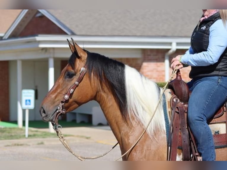 Paint Horse Stute 7 Jahre Falbe in Burleson, TX