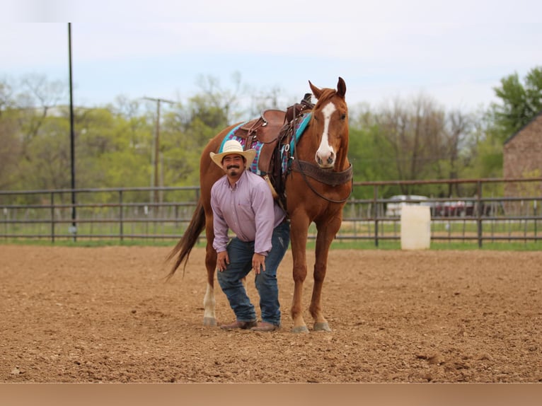 Paint Horse Stute 8 Jahre 145 cm Tobiano-alle-Farben in Weatherford TX