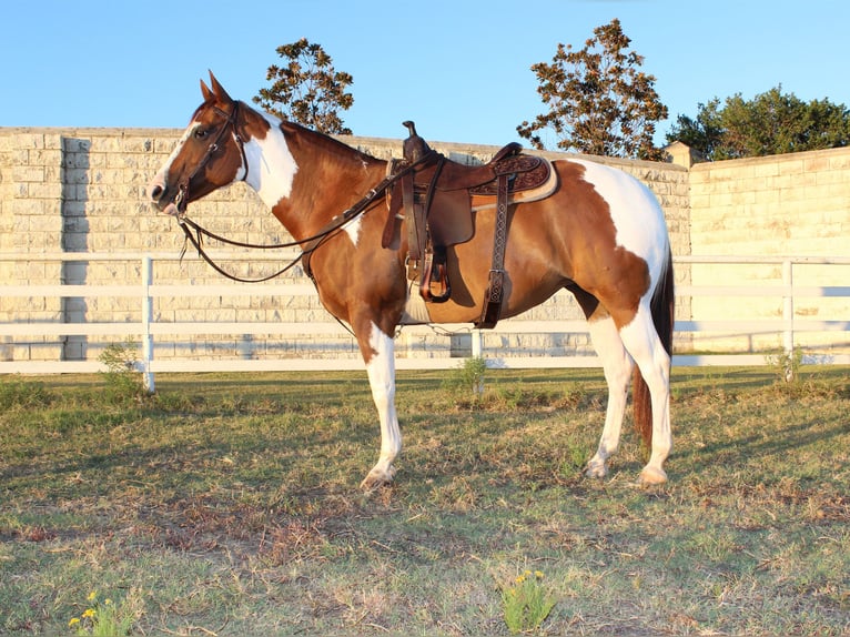 Paint Horse Stute 8 Jahre 147 cm Rotfuchs in Argyle, TX