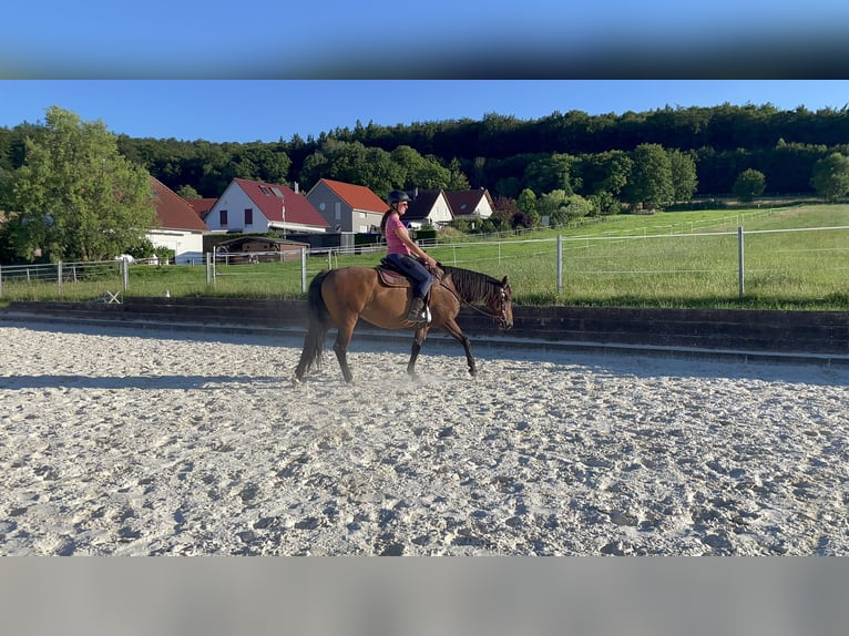 Paint Horse Mix Stute 8 Jahre 151 cm Brauner in Hahausen