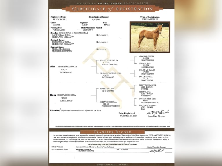 Paint Horse Stute 8 Jahre 151 cm Fuchs in Suhlendorf