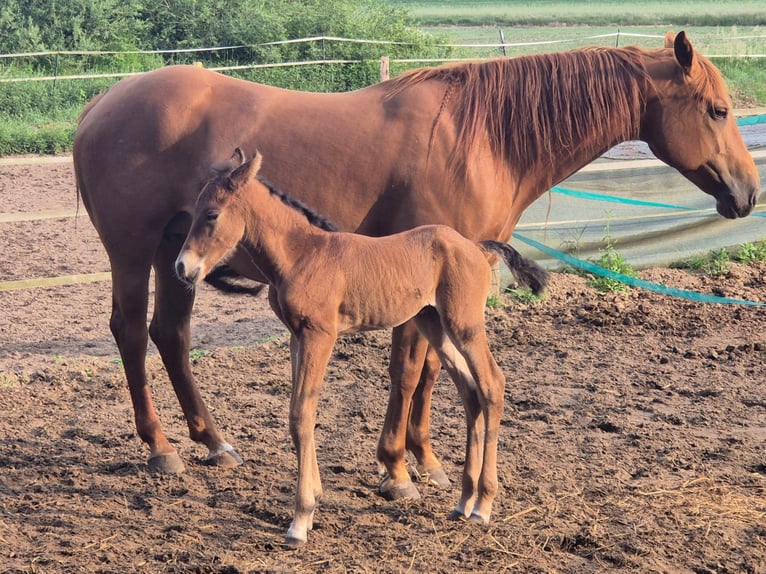 Paint Horse Stute 8 Jahre 151 cm Fuchs in Suhlendorf