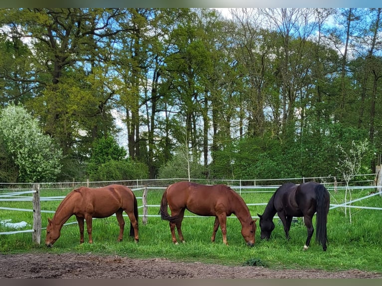 Paint Horse Stute 8 Jahre 151 cm Fuchs in Suhlendorf