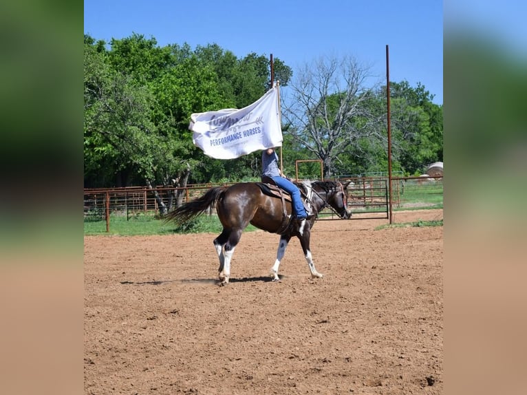 Paint Horse Stute 8 Jahre 152 cm Tobiano-alle-Farben in Stephenville, TX