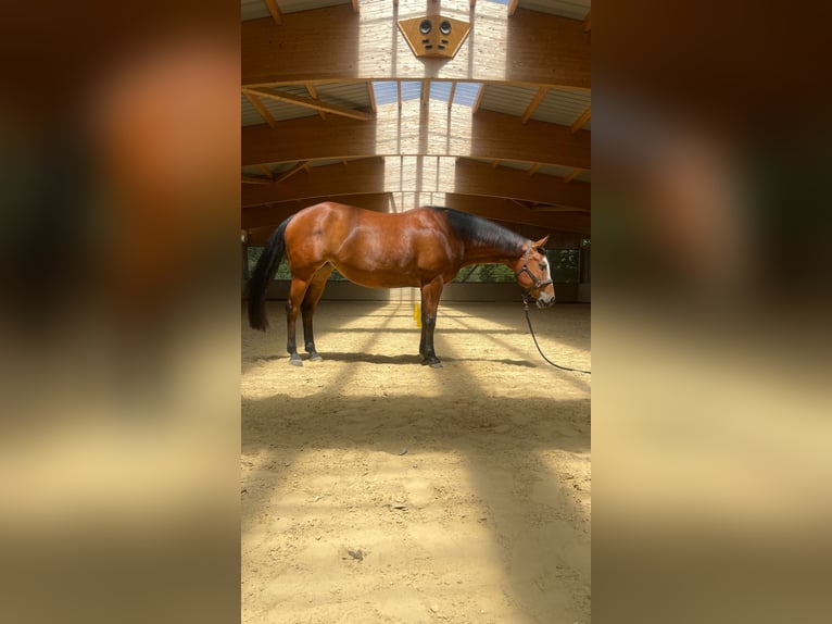 Paint Horse Stute 8 Jahre 154 cm Brauner in Haiming