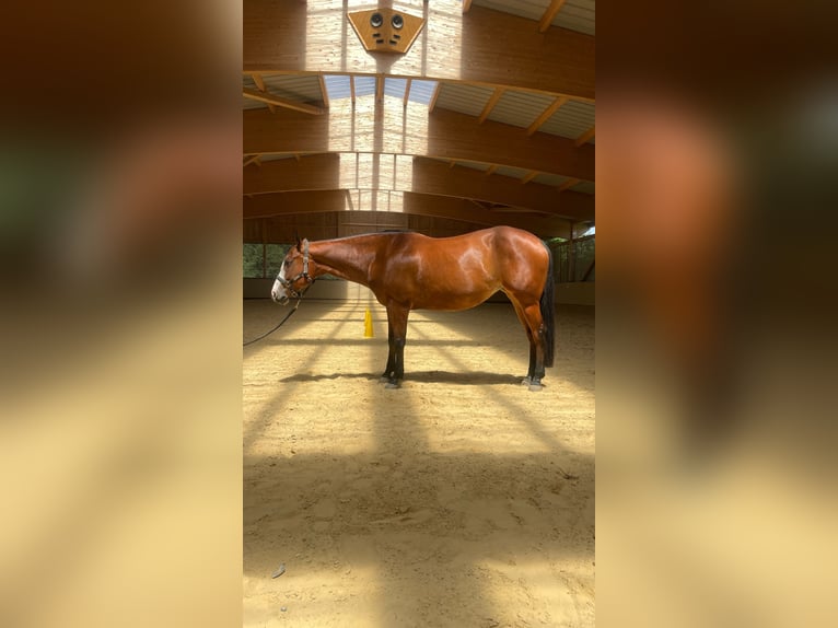 Paint Horse Stute 8 Jahre 154 cm Brauner in Haiming