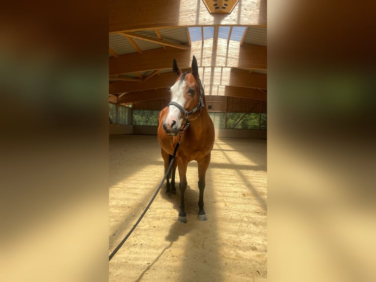 Paint Horse Stute 8 Jahre 154 cm Brauner in Haiming