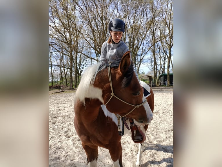 Paint Horse Stute 8 Jahre 158 cm Tobiano-alle-Farben in Koningsbosch