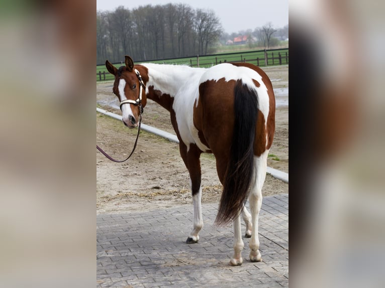 Paint Horse Stute 8 Jahre 158 cm Tobiano-alle-Farben in Koningsbosch