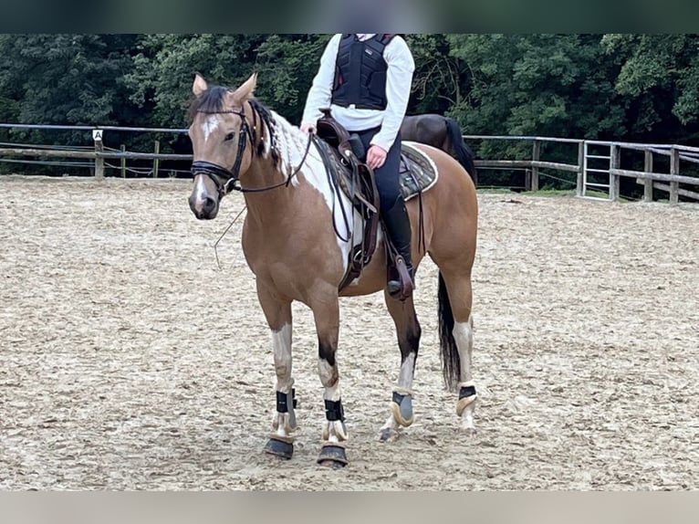 Paint Horse Stute 8 Jahre 165 cm Tobiano-alle-Farben in Solingen Wald