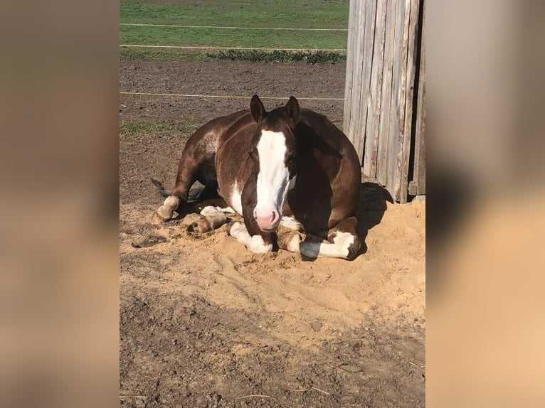 Paint Horse Stute 9 Jahre 145 cm Schecke in Falkensee