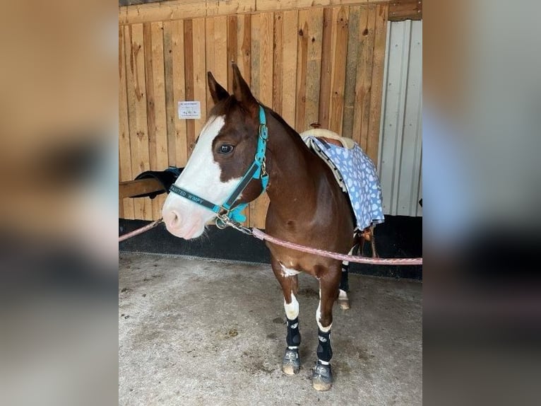 Paint Horse Stute 9 Jahre 145 cm Schecke in Falkensee
