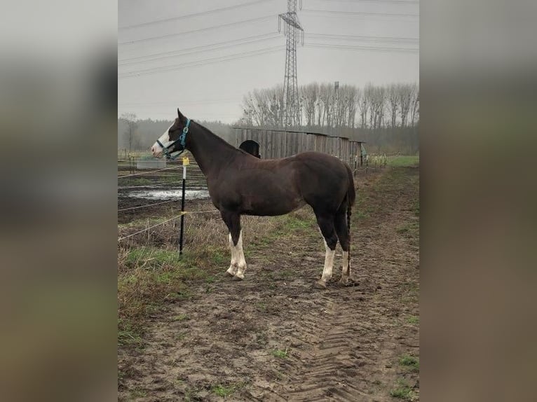 Paint Horse Stute 9 Jahre 145 cm Schecke in Falkensee