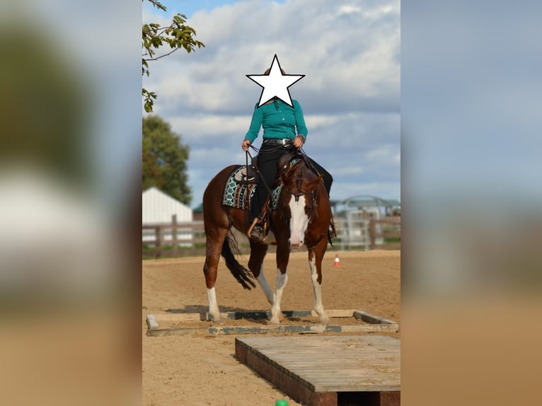 Paint Horse Stute 9 Jahre 145 cm Schecke in Falkensee