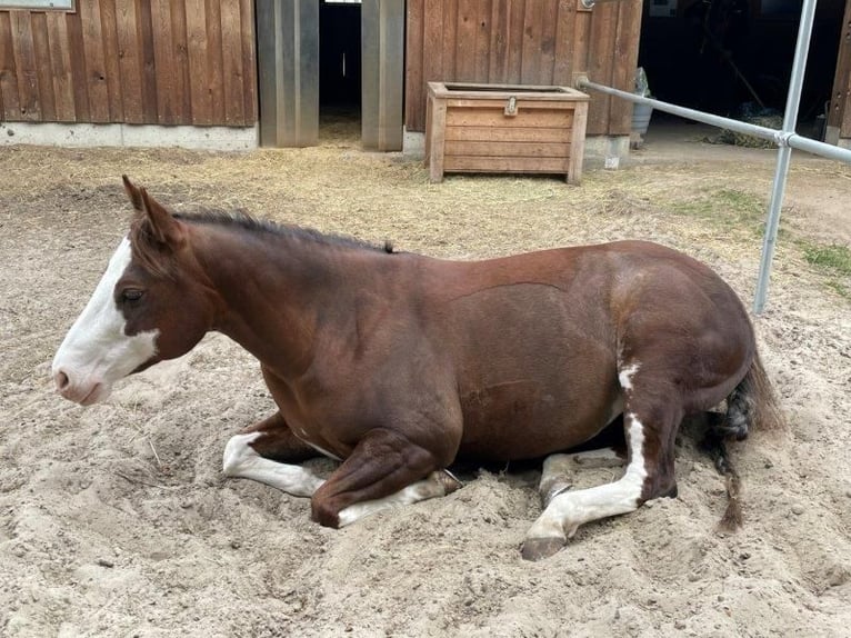 Paint Horse Stute 9 Jahre 145 cm Schecke in Falkensee
